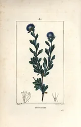 Verschiedene Kugelblumen - Dreizahn-Kugelblume, Globularia fruticosa
