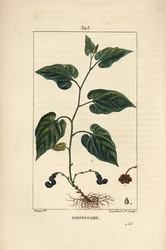 Virginische Schlangenwurzel - Virginische Schlangenwurzel, Aristolochia serpentaria, mit Blüte, Blatt, Stängel, Samen und Wurzel. Handkolorierter Kupferstich von Lambert Junior nach einer Zeichnung von Pierre Jean-Francois Turpin aus Chaumeton, Poiret und 