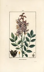 Weißer Diptam, zeigt Blumen, Blätter, Samen und behaarte Frucht