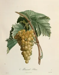 Weiße Muskattrauben von Pierre Jean Francois Turpin (1775-1840)