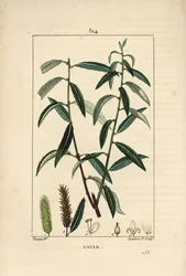 Weiße oder Silberweide, Weißer Weidenbaum, Salix alba, mit Blatt, Blüte, männlichen und weiblichen Kätzchen, Frucht und Samen