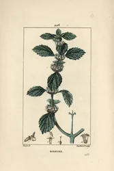 Weißer oder gemeiner Andorn - Gemeiner Andorn, Marrubium vulgare
