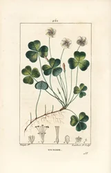 Waldsauerklee, Oxalis acetosella, mit Blume, Blatt, Stängel, Samen und Wurzel