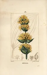 Gelber Enzian oder Großer Enzian, Gentiana lutea