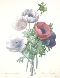 Anemone simple, Anemone simplex, graviert von François Langlois, aus Choix des Plus Belle Fleurs et des Plus Beaux Fruits