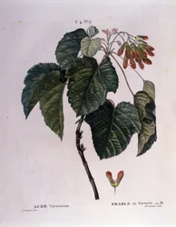 Botanik: Ahornzweig. Tafel aus „Nouveau Duhamel du Monceau oder Abhandlung über Bäume und Sträucher, die in Frankreich kultiviert werden“ Aquarell von Pierre Joseph Redouté (1759-1840) 1819