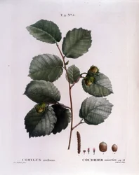 Botanik: Haselnusszweig. Tafel aus 