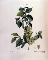 Botanik: Ulmenzweig. Tafel aus „Nouveau Duhamel du Monceau ou Traité des Arbres et Arbustes cultivés en France“. Aquarell von Pierre Joseph Redouté (1759-1840) 1819