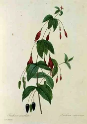 Fuchsia coccinea, aus 