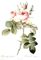 Rosa Bifera Officinalis (kolorierte Gravur)