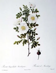 Rosa Pimpinellifolia Mariaeburgensis, graviert von Chapuy, aus 