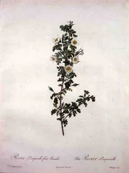 Rosa pimpinelli folia pumila (Zwerg-Schottische Rose), gestochen von Chapuy, aus 