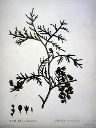 Thuja occidentalis oder Thuja d