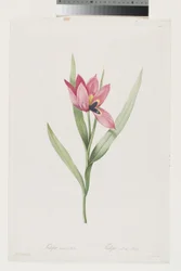 Tulpe Oeil De Soleil