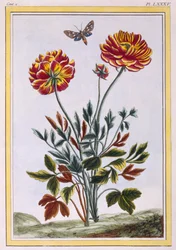 Eine Vielzahl von doppelt blühenden gelben Mohnblumen, ca. 1776