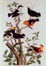Vögel auf Zweigen. Lithografie von Pierre Joseph (18. Jahrhundert) Paris, B.N.