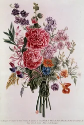 Bouquet aus Rosen Lithographie von Pierre Joseph Buchoz (1731-1807) 18. Jahrhundert Paris, B.N.