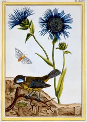 Kornblume, veröffentlicht 1776