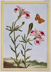 La Fleur Tachete des Incas (Peruanische Lilie), ca. 1766