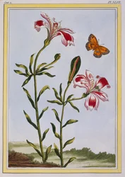 Die gefleckte Blume der Inkas Peruanische Lilie, veröffentlicht 1776
