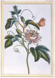La Grenadille ou Le Maracot, veröffentlicht 1776