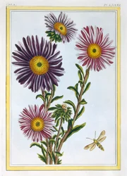 La Reine Marguerite Aster, veröffentlicht 1776