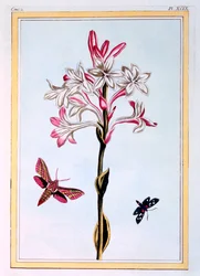 Die Tuberose, veröffentlicht 1776