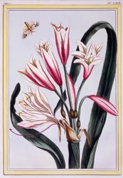 Langblättrige Amaryllis, veröffentlicht 1776