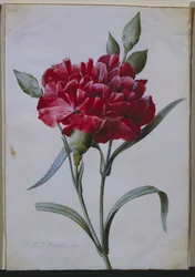 Eine dunkelrote Nelke, 1822
