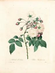 Rose Adelaide d