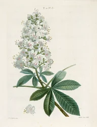 Aesculus Hippocastorum, Rosskastanie, ca. 1800-1830