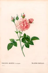 Agathe Royale Rose, Rosa gallica