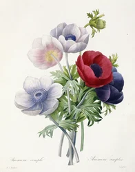 Anemone Simple, aus "Choix des Plus Belles Fleurs et des Plus Beaux Fruits" von Pierre Joseph Redoute, 1829