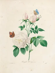 Bengale Thé Hyménée, gestochen von Victor, aus „Auswahl der schönsten Blumen und der schönsten Früchte“, Bd. I, 1827-33
