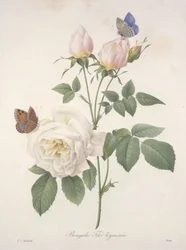 Bengale Thé hyménée, aus Choix Des Plus Belle Fleurs et des Plus Beaux Fruits, 1827