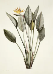 Paradiesvogel