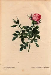 Botanische Tafel, Blume, Rosenvarietät: Die kleine Vier-Jahreszeiten-Rose (Vier Jahreszeiten). In Latein: Rosa bifera pumila, kultiviert von Monsieur Noel, Paris, Frankreich, vor 1824. In „Les Roses“, Band 2 von Pierre Joseph Redouté (1759-1840)