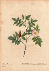 Botanische Tafel, Blume, Rosenvarietät: Bergrose mit bidentierten Blättchen (Rosa Biserrata). Gesammelt von Doktor Merat vor 1812 am Mont Valerien bei Paris, Frankreich. In „Les Roses“, Band 2 von Pierre Joseph Redouté (1759-1840)