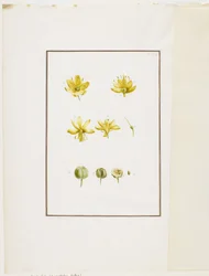 Botanische Dissektion: Gelber Asphodel (Asphodelus lutea), ca. 1778-90