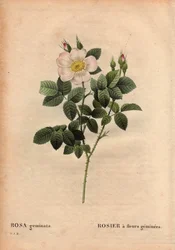 Botanische Tafel, Blume, Rosenvarietät: Edelsteinblütige Rose, aus Les Roses, Band 2 von Pierre Joseph Redoute