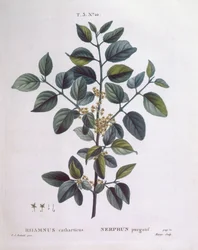 Faulbaum (Rhamnus catharticus), Henry Louis Duhamel du Monceau, botanische Tafel von Pierre Joseph Redouté