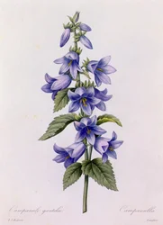 Glockenblume
