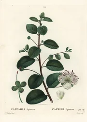 Kapernstrauch, Capparis spinosa. Handkolorierte Punktstichgravur von Moret nach einer Illustration von Pierre-Joseph Redouté aus Henri Louis Duhamel du Moncels „Traité des Arbres et Arbustes“, Paris