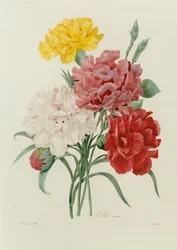 Nelken, aus "Choix des Plus Belles Fleurs", ca. 1833