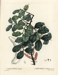 Johannisbrotbaum, Ceratonia siliqua. Handkolorierter Stich von Mixelle l