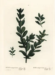 Gemeiner Buchsbaum, Europäischer Buchsbaum oder Buchsbaum, Buxus sempervirens. Handkolorierte Punktstichgravur nach einer Illustration von Pierre-Joseph Redouté aus Henri Louis Duhamel du Monceau
