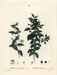 Gewöhnliche Myrte, Myrtus communis. Handkolorierte Punktstichgravur von Demachy nach einer Illustration von Pierre-Joseph Redouté aus Henri Louis Duhamel du Moncels „Traité des Arbres et Arbustes“, Paris