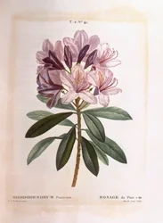 Pontischer Rhododendron (Rhododendron ponticum), Henry Louis Duhamel du Monceau, botanische Tafel von Pierre Joseph Redouté
