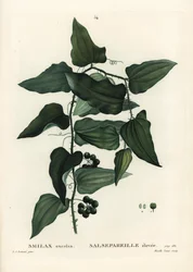 Gemeine Smilax, raue Winde, Sarsaparilla oder Mittelmeer-Smilax, Smilax aspera (Smilax excelsa). Handkolorierte Punktstichgravur von Mixelle l