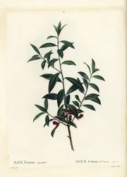 Dahoon-Stechpalme oder Cassina, Ilex cassine. Handkolorierter Stich von Coqueret nach einer Illustration von Pierre-Joseph Redouté aus Henri Louis Duhamel du Moncels „Traité des Arbres et Arbustes“, Paris